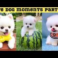 Cute dog moments Compilation Part 137| Funny dog videos in Bengali
