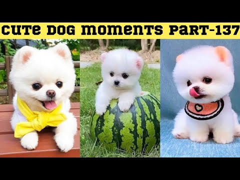 Cute dog moments Compilation Part 137| Funny dog videos in Bengali