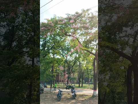 Spring 🩷🌸 #vlog #bangladesh #dailyvlog #daily #travel #daily #shorts #shortsvideo #shortsfeed