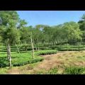 Beauty of Bangladesh | চা রাজ্যে | Travel Bd | Sylhet Tea state