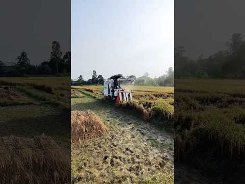 Village Work #travel #bangladesh #helloimran #village #nature #travelvlog