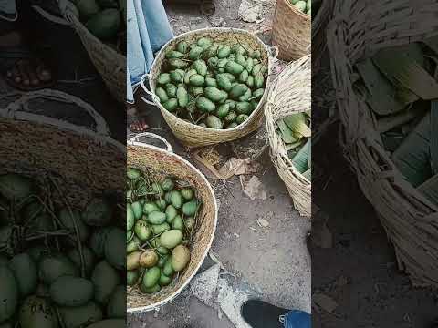 Raw mango #ytshorts #travel #bangladesh #nature #journey