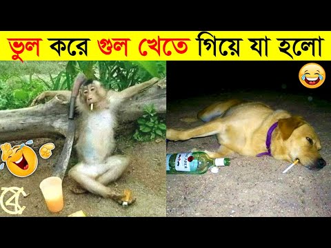 পশুদের মজার কর্মকান্ড ক্যামেরায় ধরা পড়া | Funny Animals Video 2022 (Part-3) | mayajaal