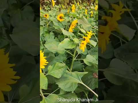 Sunflower #bangladesh #travel #dhaka #dhakabdvlogs #bd #beautiful #flower#sunflower