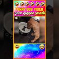 🤣কুকুর সাহেব কে বোকা বানানো🤣| Funny dog videos Bangla | Funny Animals | Funny Dog