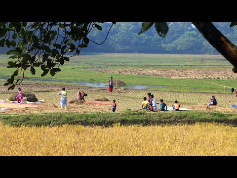RAW Winter Village Life in Bangladesh | 2022 | People Activities | Explore Beautiful Bangladesh