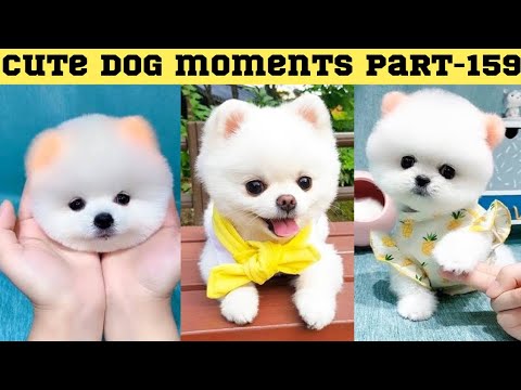 Cute dog moments Compilation Part 159| Funny dog videos in Bengali
