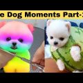 Cute dog moments Compilation Part 165| Funny dog videos in Bengali