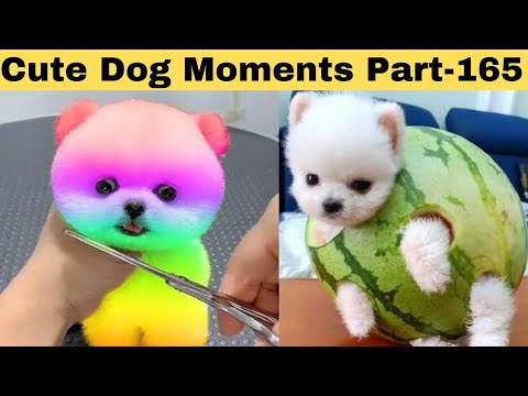 Cute dog moments Compilation Part 165| Funny dog videos in Bengali