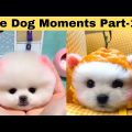 Cute dog moments Compilation Part 170| Funny dog videos in Bengali