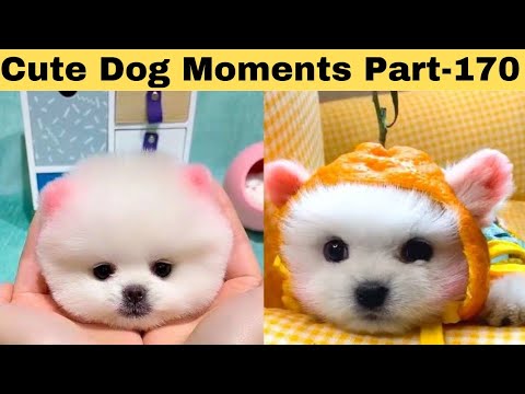 Cute dog moments Compilation Part 170| Funny dog videos in Bengali