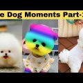 Cute dog moments Compilation Part 167| Funny dog videos in Bengali