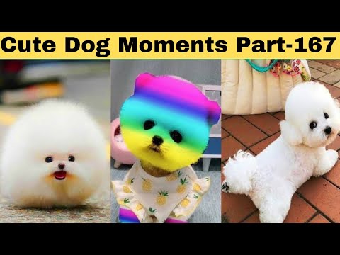 Cute dog moments Compilation Part 167| Funny dog videos in Bengali