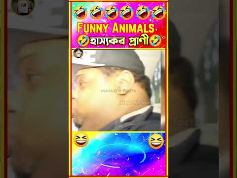 বিড়াল এবং কুকুরে হাসির ভিডিও 🤣| Funny animals video bangla #funny #shorts