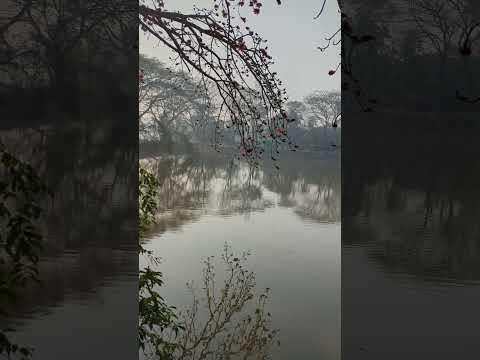 Sounds of Nijhum Dwip! #travel #bangladesh #nature #nijhumdwip #naturesounds #birdsofbangladesh