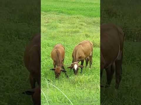 গ্রাম বাংলার  দৃশ্য #nature #travel #bangladesh