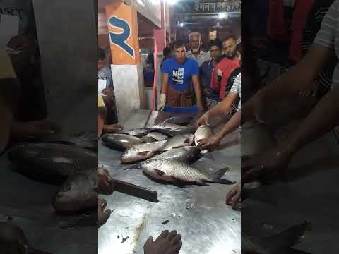 বড় বড় কাতলা মাছ দেখুন।।। #travel #bangladesh #subscribe #fishmarket