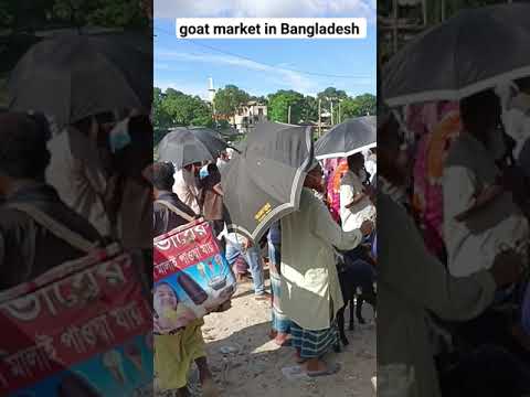 goat market in bangladesh #travel #bangladesh #village #goatmarket #mutton