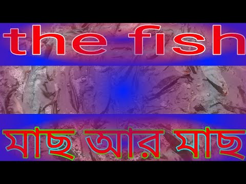 মাছ আর মাছ 🐟 🎏 🐟 🎏 🐟 🎏 🐟 🎏 gazi faning video,,, Bangladesh Bangla song music and video 📷📸 🎵🎶🎵🎶🎵🎶🎵🎶🎵.