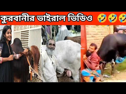 অস্থির বাঙালির অস্থির সব গরু Qurbani funny video|Mayajaal |Bangla funny video |osthir bengali 63