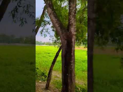 View from a train #travel #bangladesh #nature #ytshorts