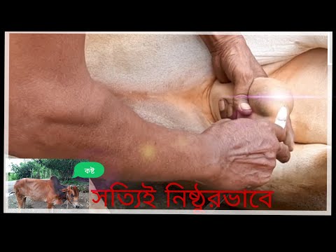 ষাঁড় থেকে বলদ।Cow circumcision Bangladesh traditional way.