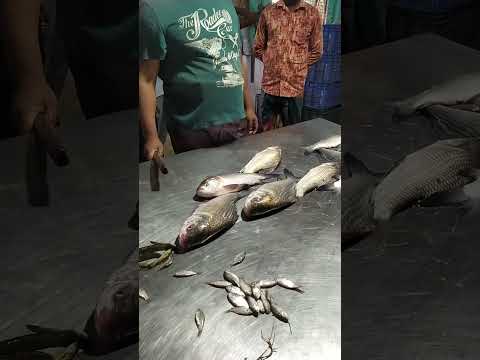 কাতলা মাছ বিক্রয় হচ্চে দেখুন ডাকে#travel #bangladesh #subscribe #fishmarket