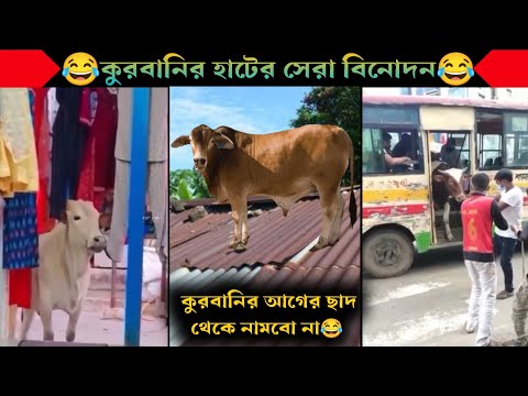 অস্থির কুরবানির হাট | Bangla Funny Video | না হেসে যাবি কই | Funny Facts | Jk Info Bangla | Mayajaal