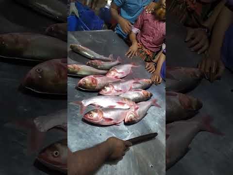 বড় বড় সিলভার কার্প মাছ।।।কেমন দাম দেখুন #fish #travel #bangladesh #fishmarket #subscribe