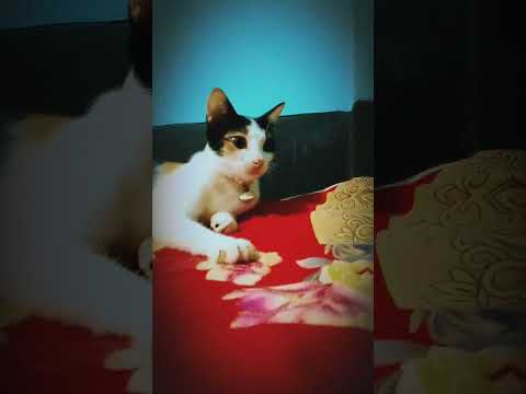 kissing cat funny videos #instagram #s21 #travel #bangladesh #travel #instagram