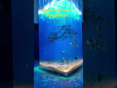 #shorts #bangla #bangladesh #travel #india #viral #viralvideo #dhaka #song #fish #aqurium #museum