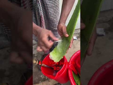 #shorts #bangla #bangladesh #travel #india #viral #viralvideo #song #food #streetfood #aloevera