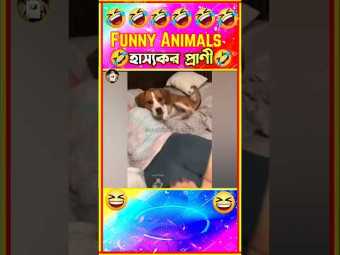 😂 প্রাণীদের দুষ্ট ভিডিও😁 Fun animals Bangla | funny video #shorts #funny