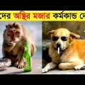 পশুদের মজার কর্মকান্ড ক্যামেরায় ধরা পড়া | Funny Animals Video 2023 (Part-24) | mayajaal