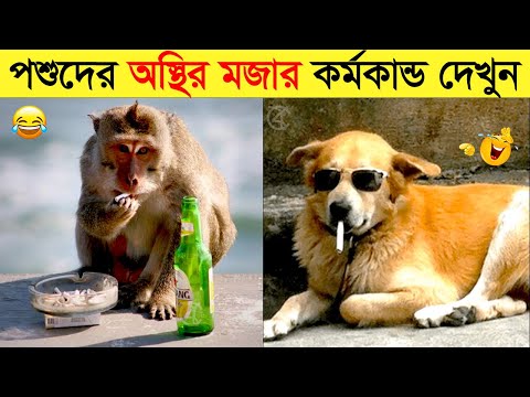 পশুদের মজার কর্মকান্ড ক্যামেরায় ধরা পড়া | Funny Animals Video 2023 (Part-24) | mayajaal