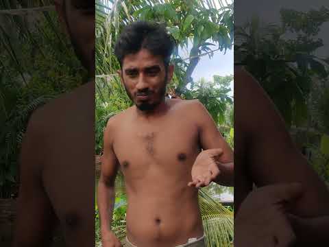 এই কি খাচ্ছ বার করো 🤣|| bangla funny video|| bangla comedy video|| mental robi #shorts #trending