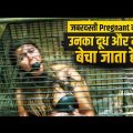 Zabardati Pregnanat Karke Unka Doodh Or Meat Becha Jata Hai | Edvil Village Movie Explain In Hindi