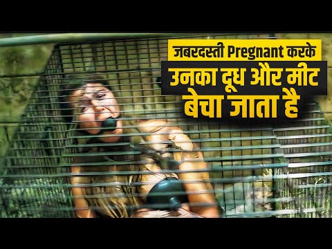 Zabardati Pregnanat Karke Unka Doodh Or Meat Becha Jata Hai | Edvil Village Movie Explain In Hindi