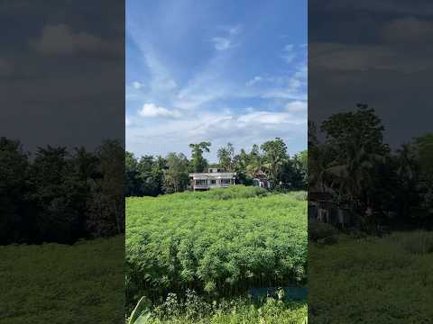 Village in Bangladesh #shortsvideo #nature #travel #village