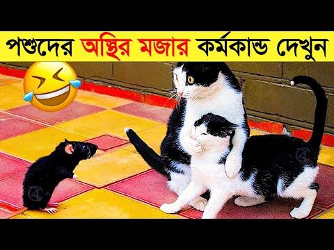 পশুদের মজার কর্মকান্ড ক্যামেরায় ধরা পড়া | Funny Animals Video 2023 (Part-23) | mayajaal