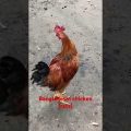 #shorts #bangla #bangladesh #india #travel #viral #viralvideo #chicken #desi #song #dhaka