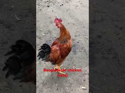 #shorts #bangla #bangladesh #india #travel #viral #viralvideo #chicken #desi #song #dhaka