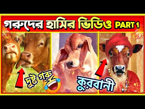 কোরবানী গরু নিয়ে কিছু মজার ভিডিও🤣| Cow Qurbani | Funny Cow Videos | Eid Ul Adha 2023 | Masud r facts