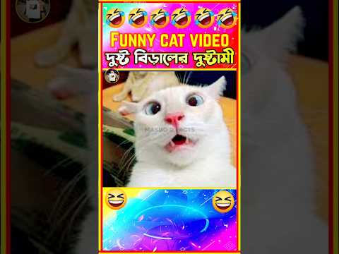 🤣বিড়ালের দুষ্টামী ভিডিও🤣| Funny cats Videos bangla #funny #shorts #funnyanimals