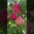 Raspberry ❤️ #germany #raspberry #travel #bangladesh #love #viral #red