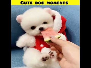 Cute dog moments | Part-261| funny dog videos in Bengali| #shorts #shortvideo #funny