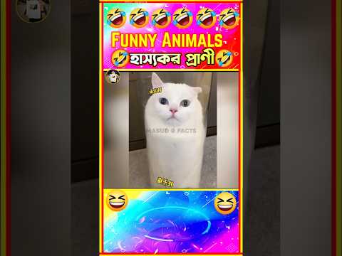 🤣হাস্যকর প্রাণীদের হাস্যকর ভিডিও🤣| Funny cat & dog videos| #funny #shorts