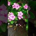 ফুলে ফুলে প্রিয়তমা 🌸🌸 #new #viral #video #rooftop #garden #flower #song #bangla #bangladesh