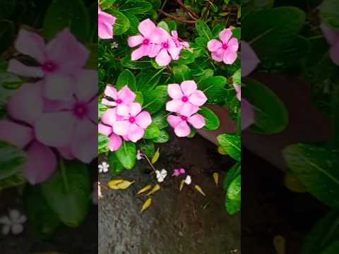ফুলে ফুলে প্রিয়তমা 🌸🌸 #new #viral #video #rooftop #garden #flower #song #bangla #bangladesh