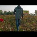 Sritir Pata|Best Memories|Ghumer Prashaad|Bangla Music Video|Miss you Bangladesh 🇧🇩|Flop Guru|FMT